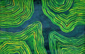 Rice terraces